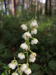 Pyrola media