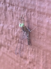 Stenacron interpunctatum interpunctatum