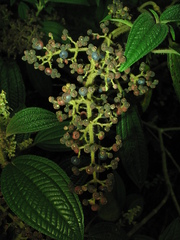 Miconia subseriata