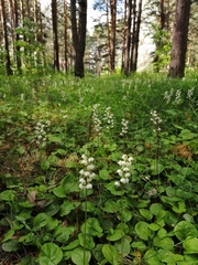 Pyrola media