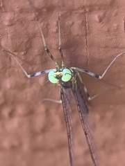 Stenacron interpunctatum interpunctatum