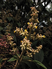 Miconia subseriata