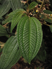 Miconia subseriata