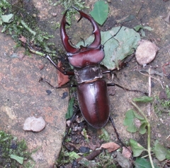 Lucanus elaphus