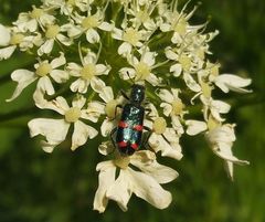 Trichodes ircutensis