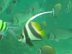 Heniochus acuminatus