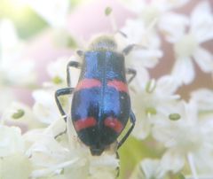 Trichodes ircutensis