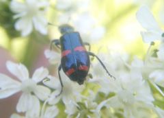 Trichodes ircutensis