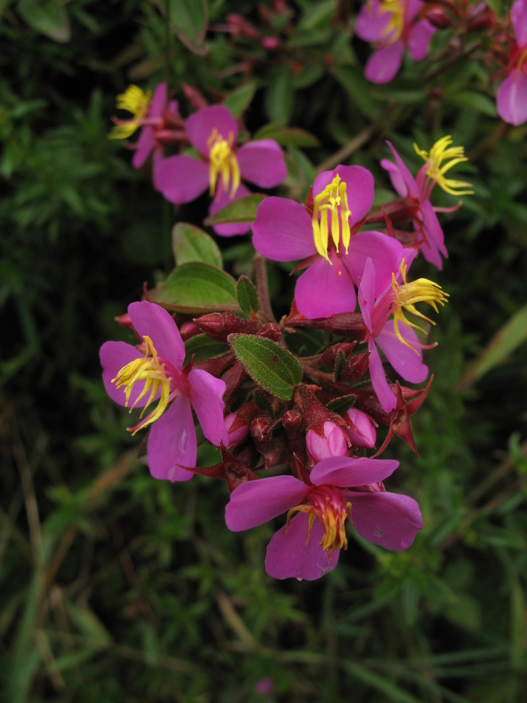 Monochaetum myrtoideum
