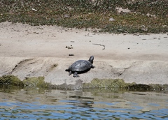 Trachemys scripta elegans