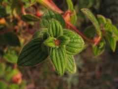 Monochaetum coronatum