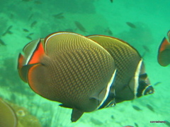 Chaetodon collare