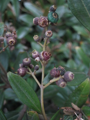 Miconia squamulosa