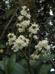 Miconia squamulosa