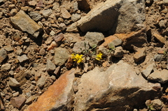 Physaria occidentalis