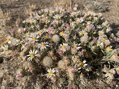 Townsendia florifera