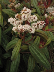 Miconia cataractae