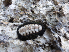 Acanthopleura