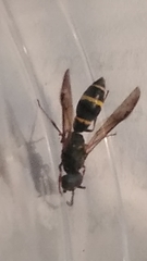 Symmorphus bifasciatus