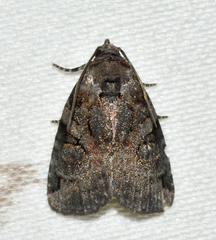 Pseudeustrotia indeterminata