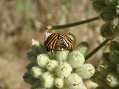 Graphosoma lineatum siciliensis