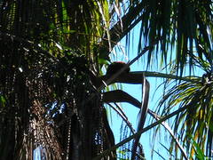 Alouatta sara