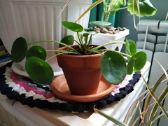 Pilea peperomioides