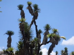 Yucca decipiens