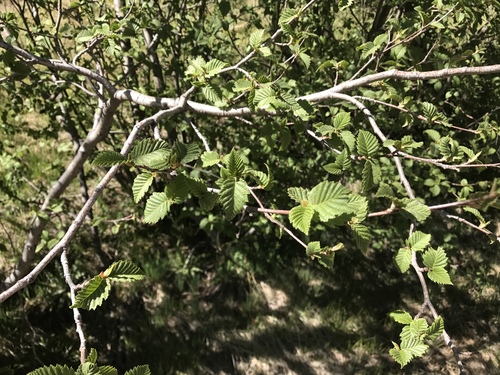 Arizona alder