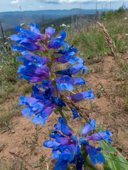 Penstemon perpulcher