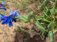 Penstemon perpulcher
