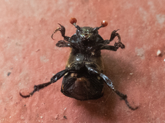 Nicrophorus guttula