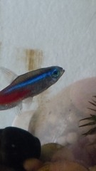 Paracheirodon innesi