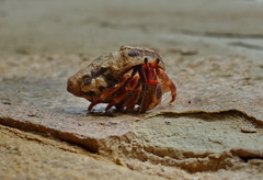 Coenobita violascens