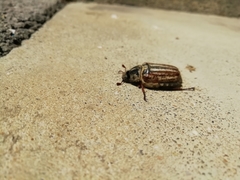 Anoxia australis