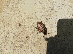 Anoxia australis