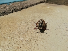Anoxia australis