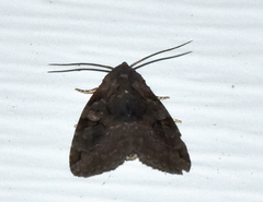 Pseudeustrotia indeterminata