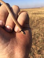 Aparallactus capensis