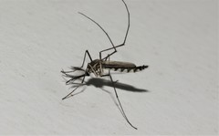 Armigeres subalbatus