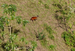 Cephalophorus harveyi