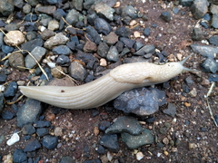 Urocyclidae