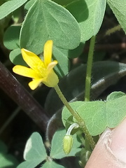 Oxalis corniculata