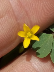 Oxalis corniculata