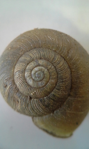 Beaded Lancetooth Snail