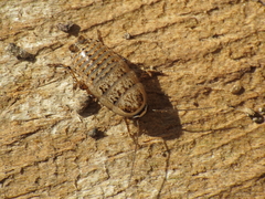 Phyllodromica subaptera