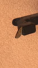 Melitaea didyma