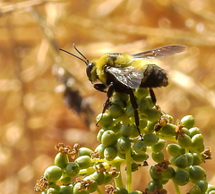 Bombus crotchii