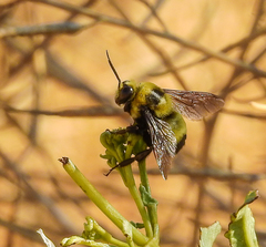 Bombus crotchii