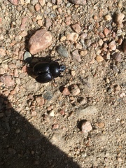 Anoplotrupes stercorosus